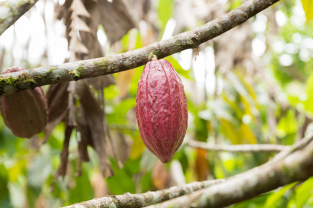 3-in-1 Safari Float, La Fortuna Waterfall, and Chocolate Tour photo 3